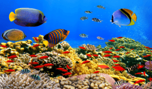 PLONGÉE-SOUS-MARINE-EL-GOUNA
