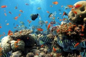 PLONGÉE-SOUS-MARINE-Mer-Rouge